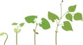 Life cycle of bean plant. Growth stages from seeding to young plant isolated on white